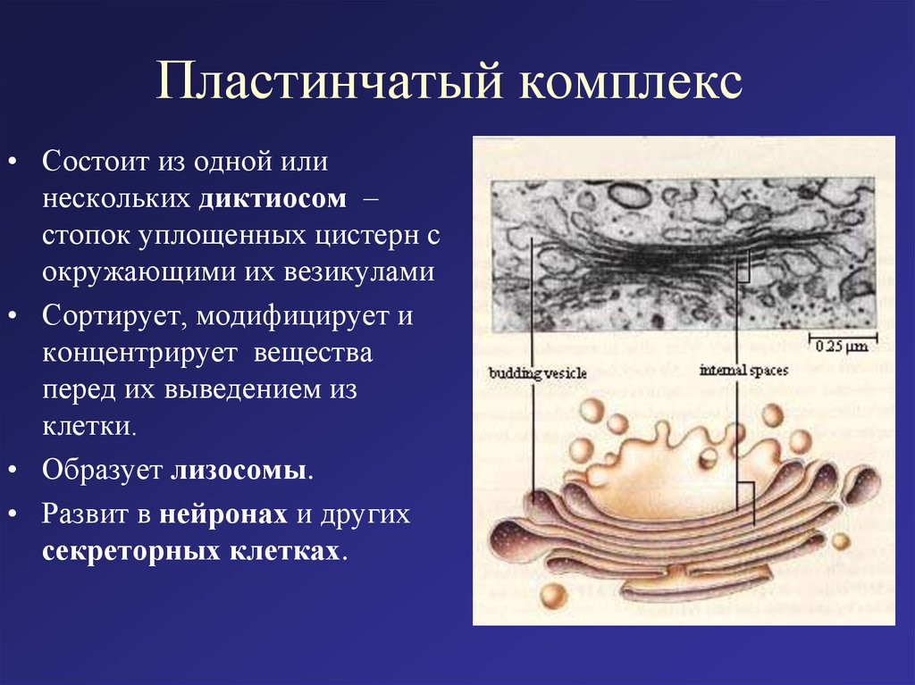 Комплекс состоит из. Функции пластинчатого комплекса Гольджи. Функции пластинчатого аппарата клетки комплекса Гольджи. Функции пластинчатого комплекса (комплекса Гольджи). Пластинчатый комплекс Гольджи в нервных клетках.