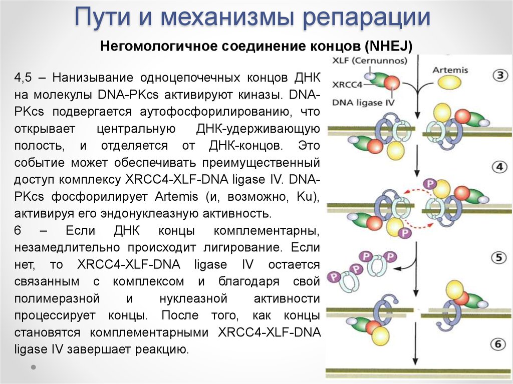 Репарация что это такое простыми словами