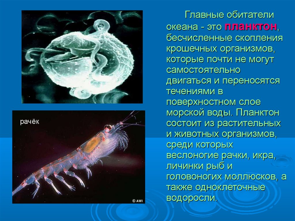 Информация о живых организмах. Обитатели планктона. Живые организмы обитающие в Водах мирового океана. Живые морские организмы. Водные обитатели с описанием.