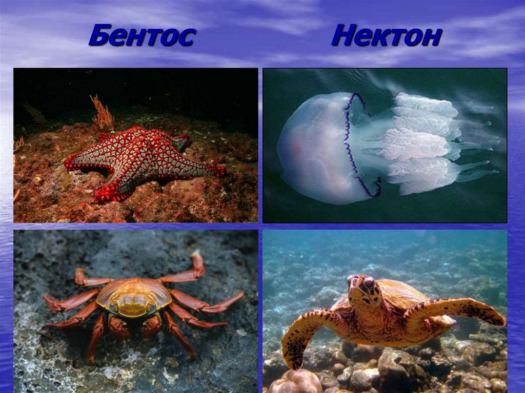 Группы живых организмов в океане. Нектон и бентос. Морской гребешок это бентос. Обитатели планктона нектона и бентоса. Обитатели океана планктон Нектон бентос.