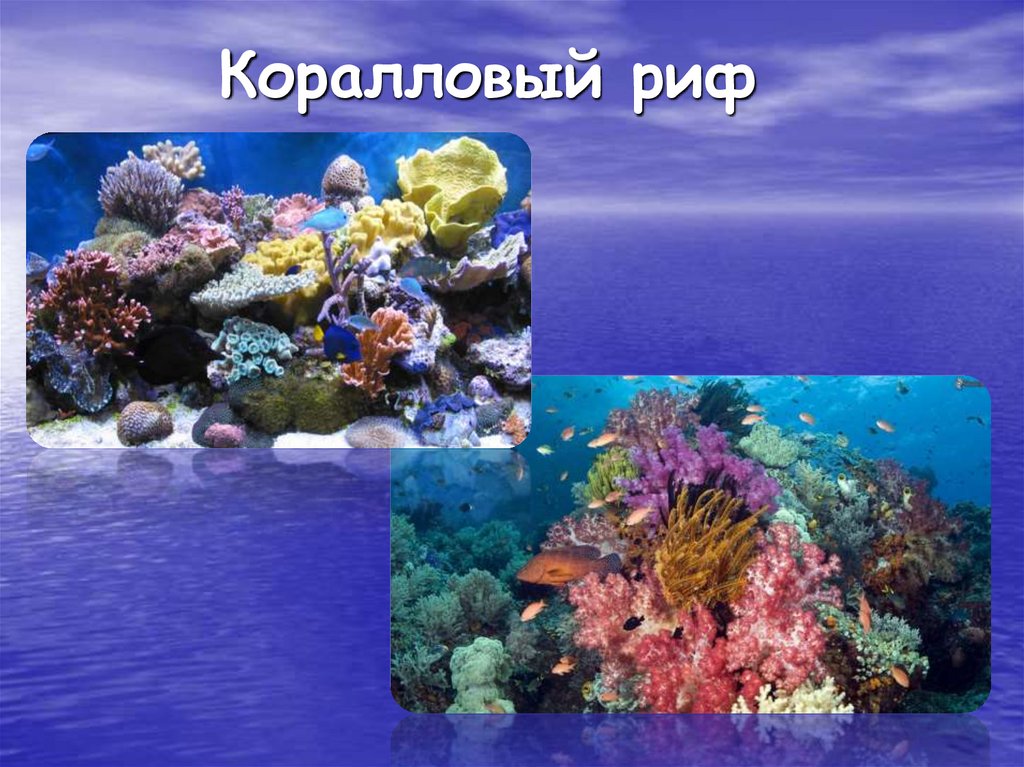 Особенности жизни в океане. Организмы морей и океанов. Жизнь в морях и океанах. Жизнь организмов в морях и океанах. Живые сообщества морей и океанов.
