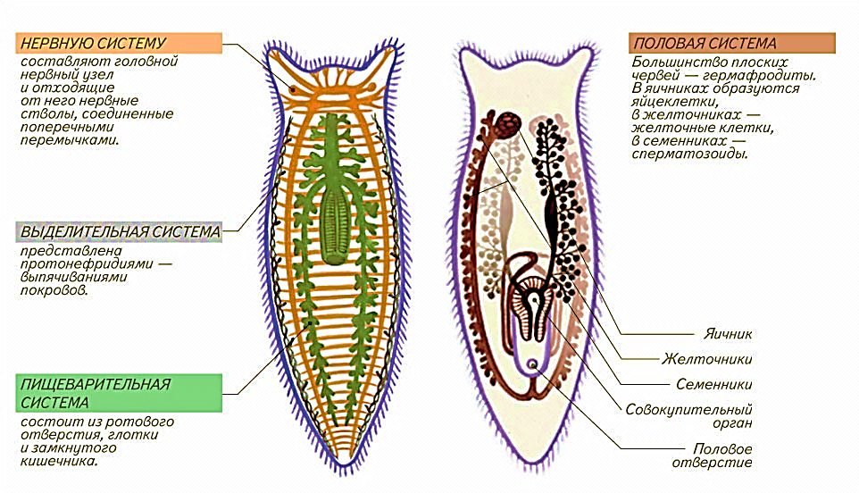 Плоские черви наличие полости. Схема внутренних органов молочной планарии. Внутреннее строение плоских червей. Схема пищеварительной и половой систем планарии. Внутренняя система плоских червей.