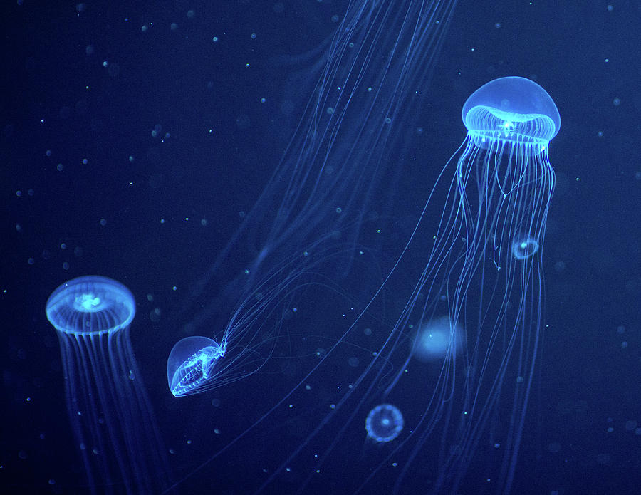 Частицы океана. Биолюминесценция кишечнополостных. Медуза ночесветка. Биолюминесценция медузы. Медуза пелагия ночесветка.