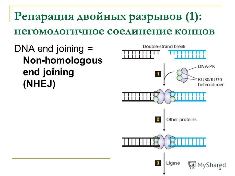 Конец соединения. NHEJ репарация. Негомологичное соединение концов репарация. Репарация двухцепочечных разрывов. Репарация ДНК типы.