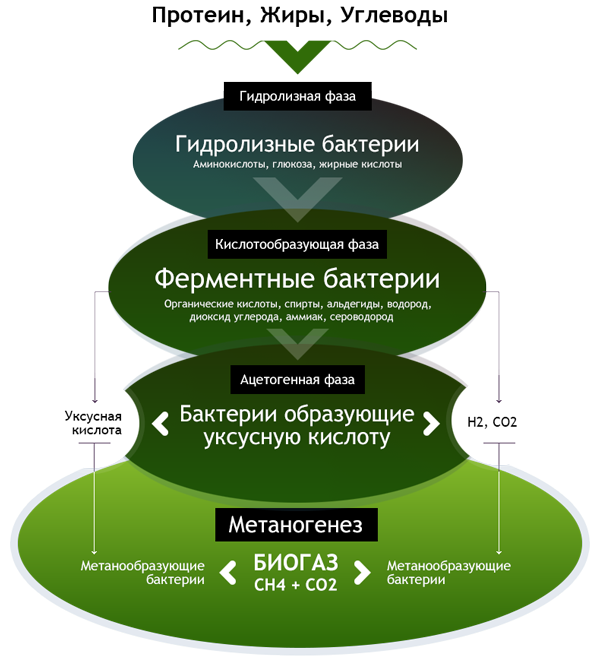 Образование биогаза