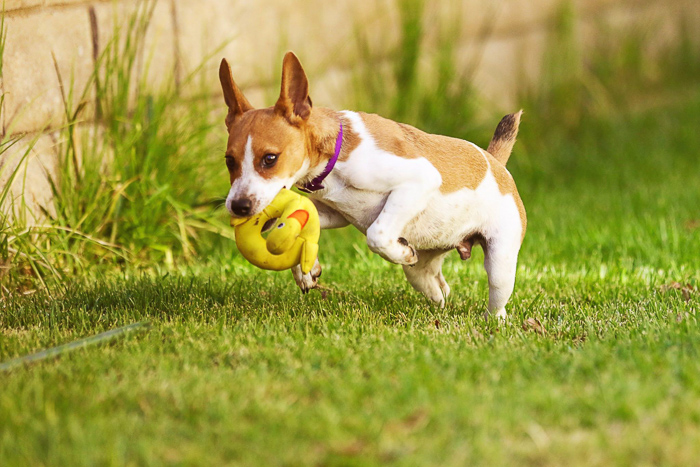 A small dog running and playing with a toy