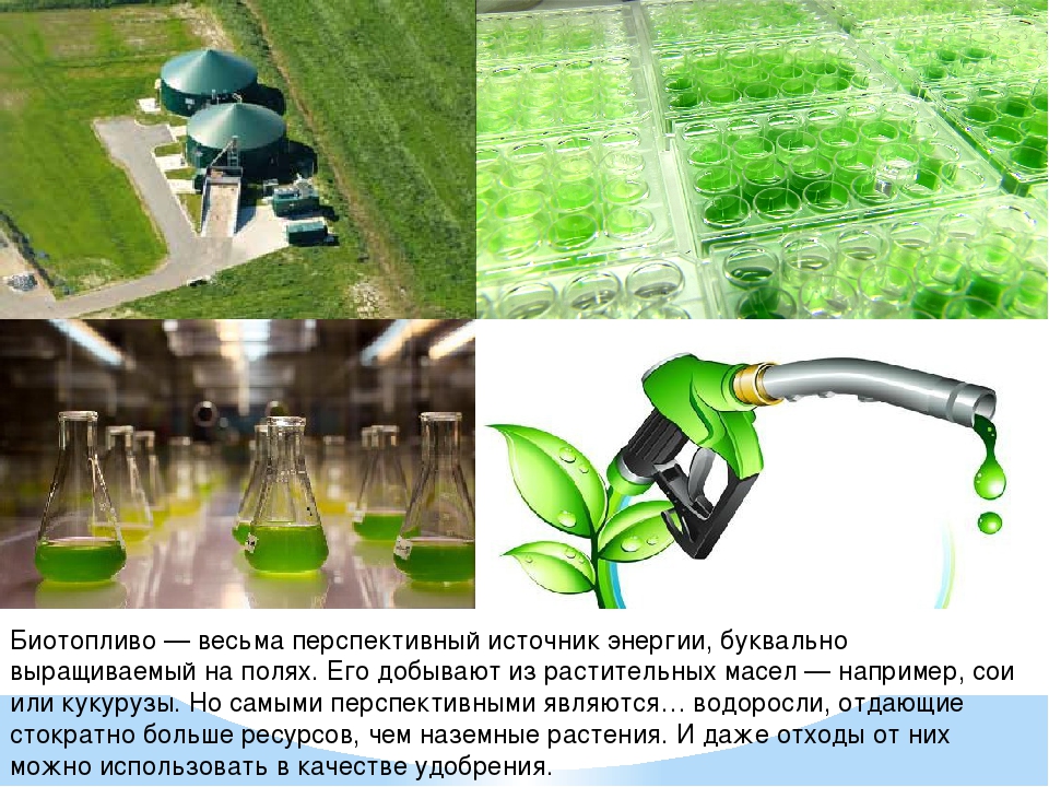 Газ из водорослей. Энергия биотоплива. Жидкое биотопливо биометанол. Биотопливо источник энергии. Водоросли для биотоплива.