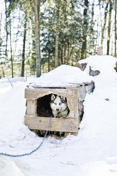 Keep your dog warm in the winter with an insulated doghouse.